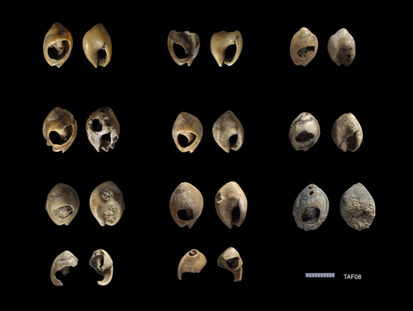 Nassarius shell beads from Taforalt