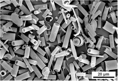 Diatoms