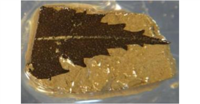 ~25,000 year old leaf retrieved from the Lake Suigetsu sediment core